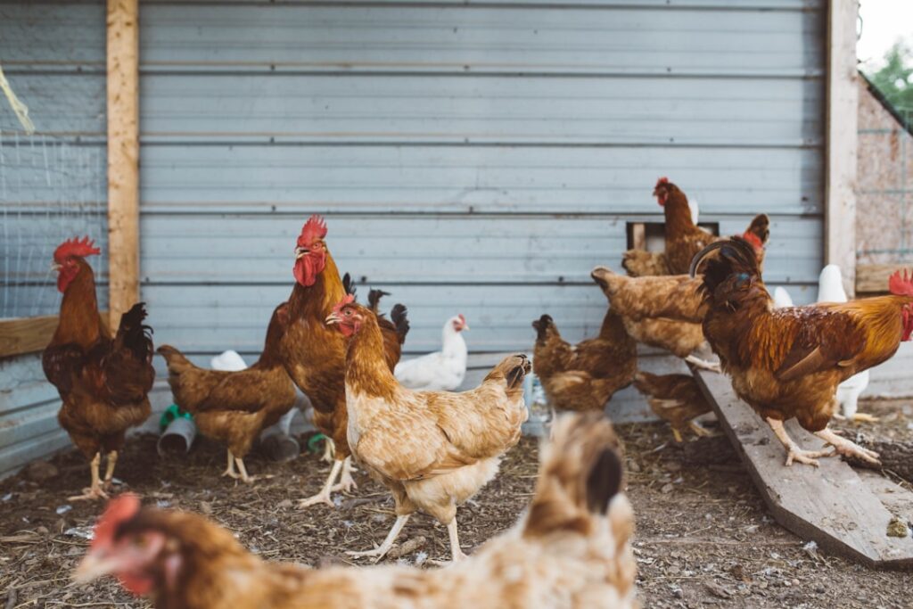 Photo Chicken broth