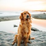 Photo Golden Retriever