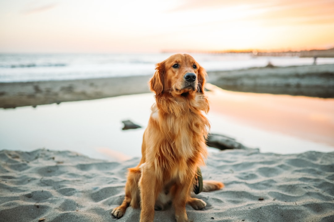 Photo Golden Retriever